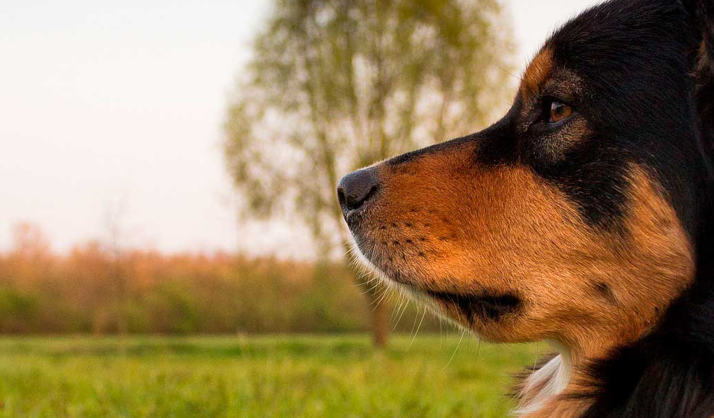 No momento, você está visualizando Lei que proíbe eutanásia de animais com leishmaniose é inconstitucional